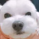 지지