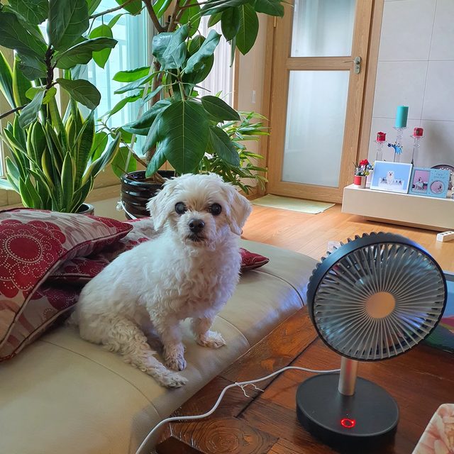 멍멍이