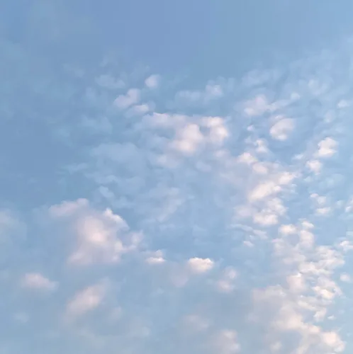 애플시나몬