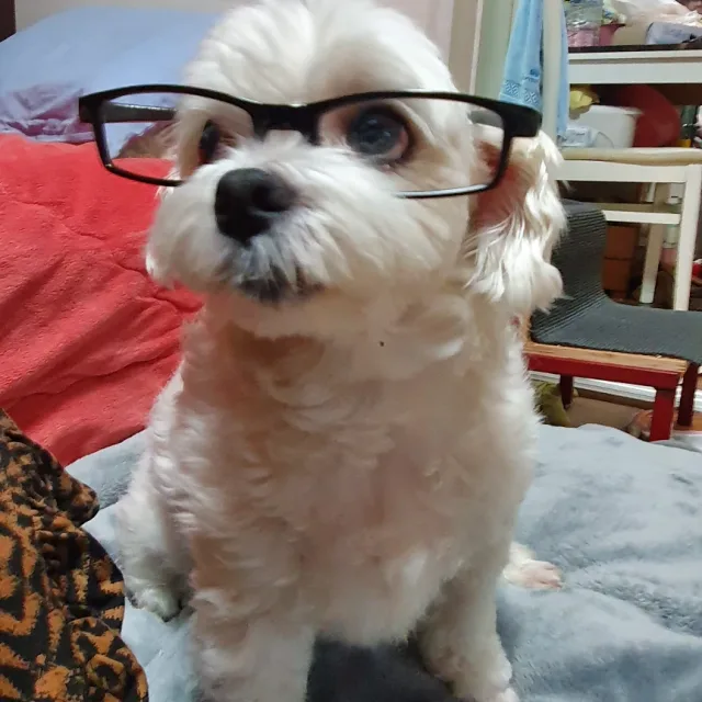 대리견주