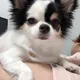 바우