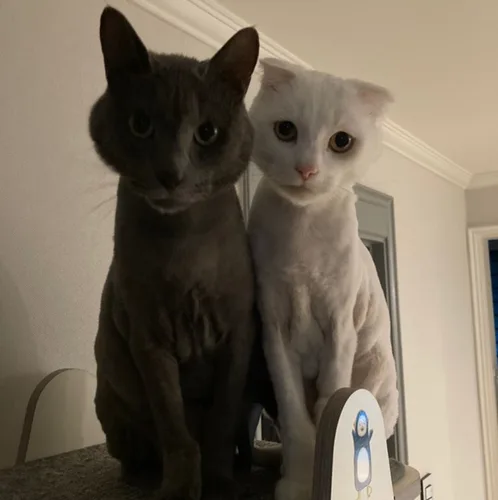 깔롱쟁이