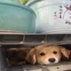 로이