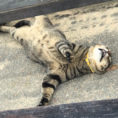 얼룩말이먹는당근