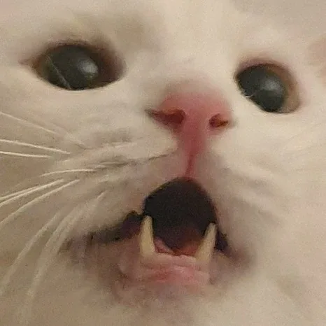 야옥