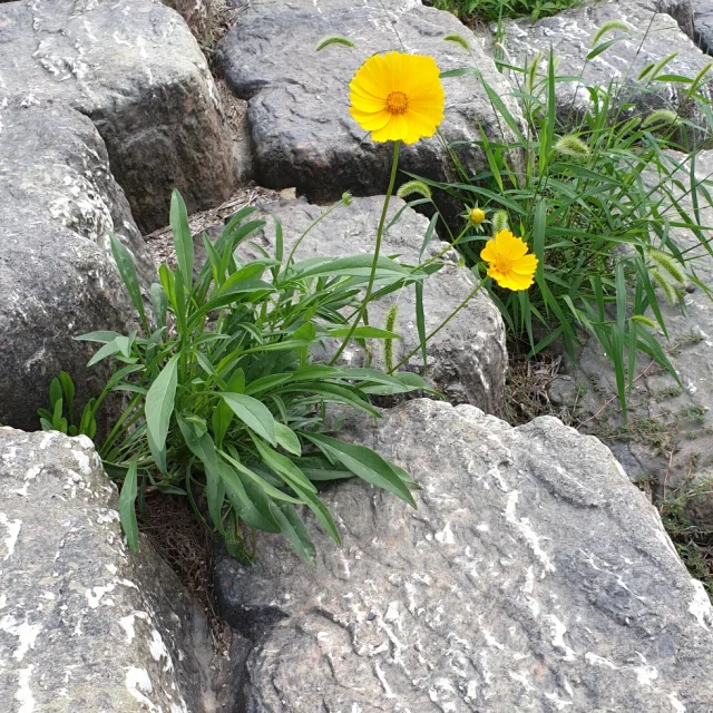 실비