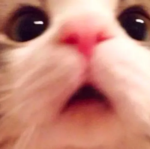 알파카농장