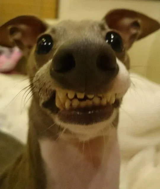 뮨트리용사