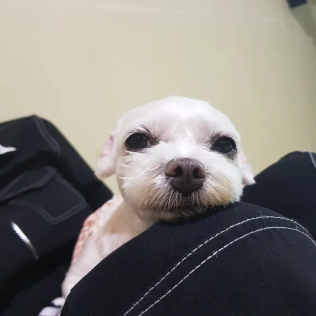 샤넬