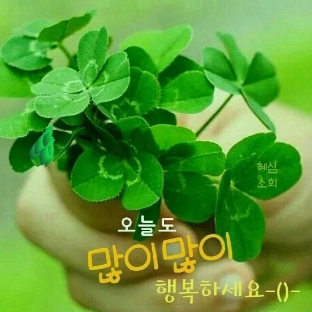 라벤더향기