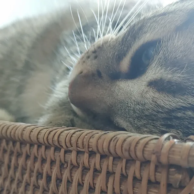 몽이