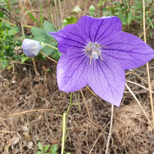 메타포라