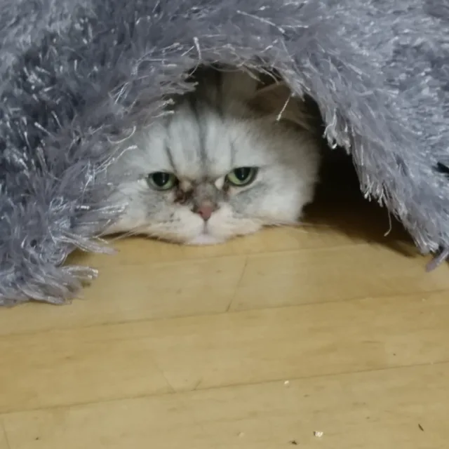 마이클