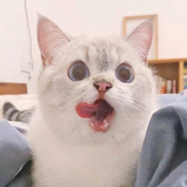 에스더