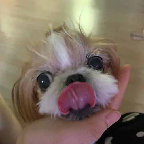 짱아짱장