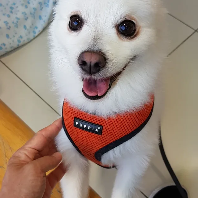 아드레날린