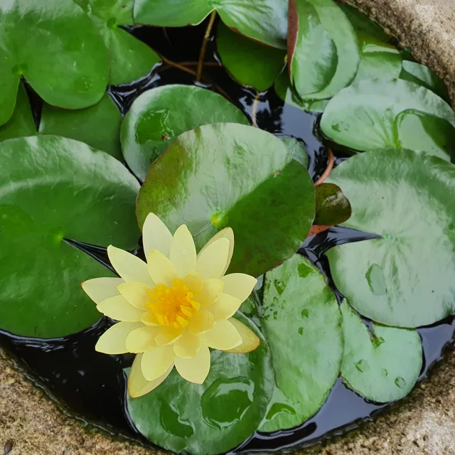 산약초
