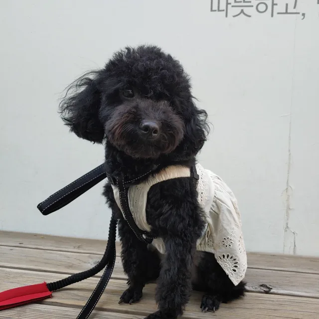 까미맘