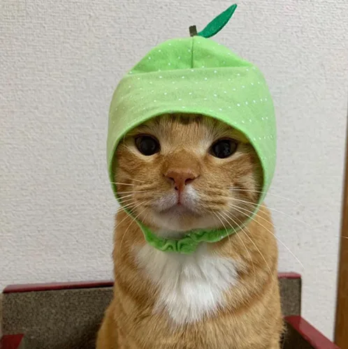 치키치키차카차카