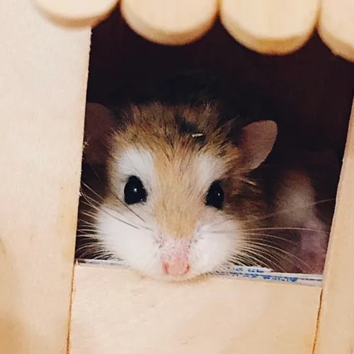 미스싱가폴