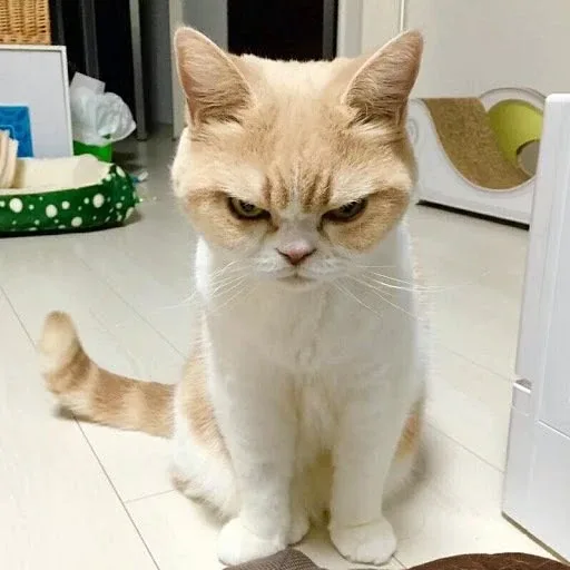 초코우유디따조아