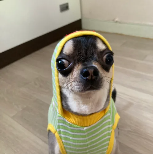 독도는우리땅