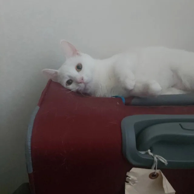모래맘