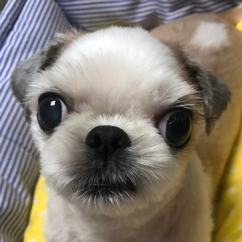민지콩