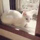 여르미