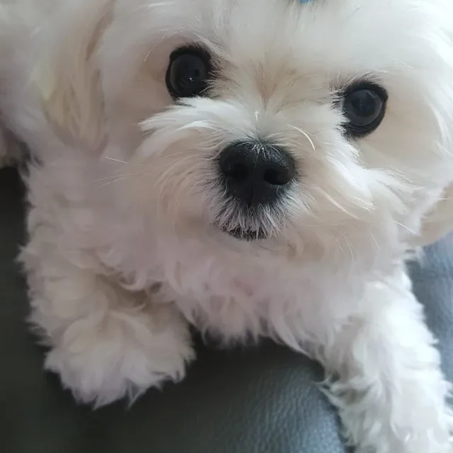 비홍아부지