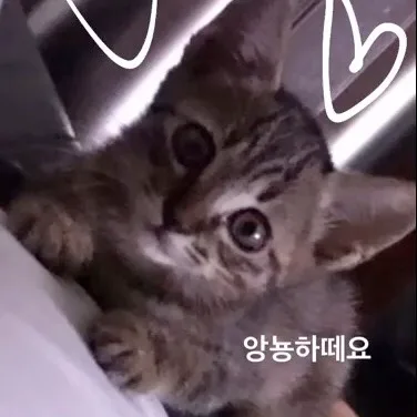 둥이