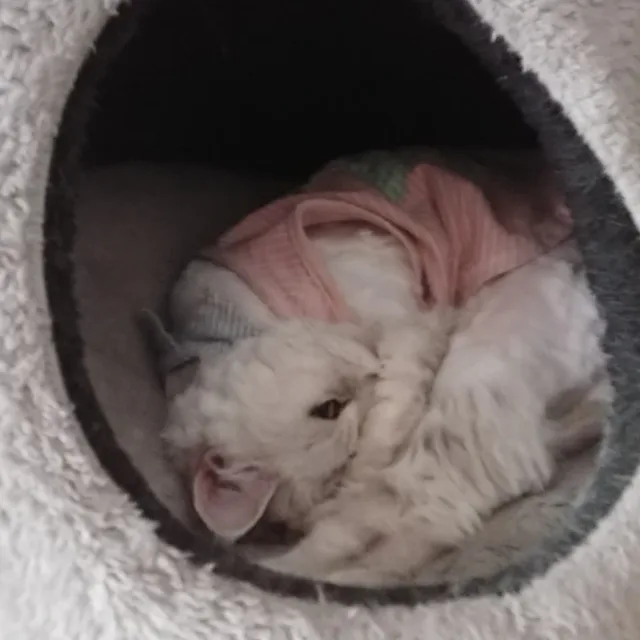 당근조아