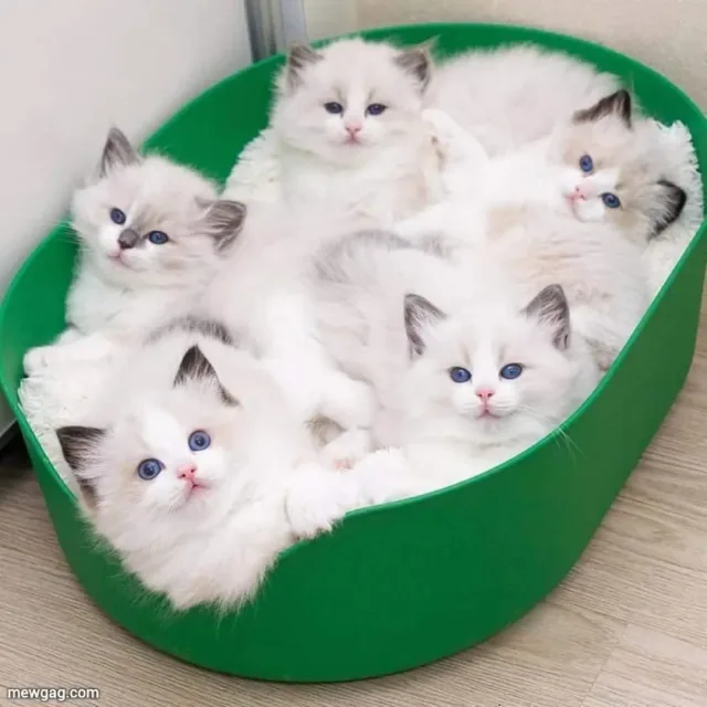 bellacat