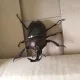 뽀글