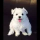 무궁화