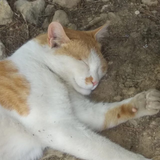 개털장수