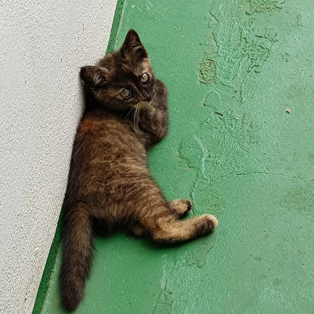 남이