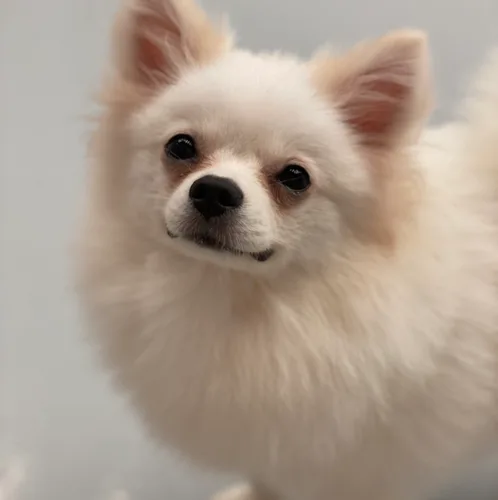 사랑꾼