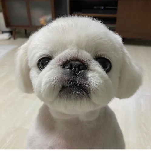 쭈야