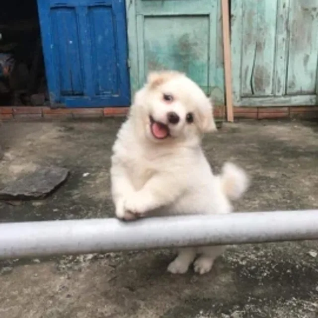 유후