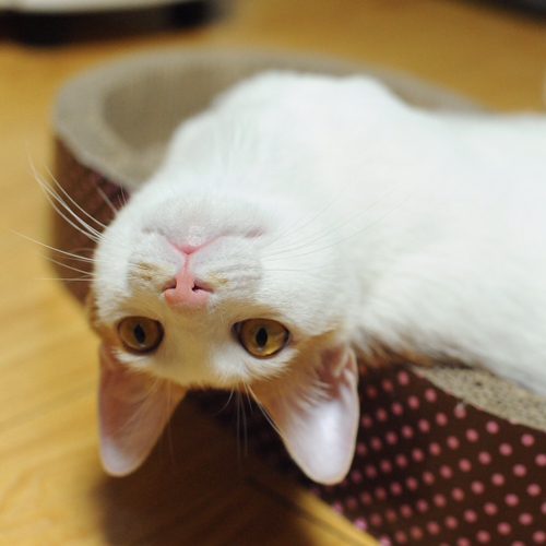 퐁퐁띠