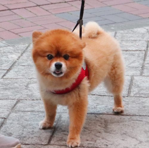 킁뇽