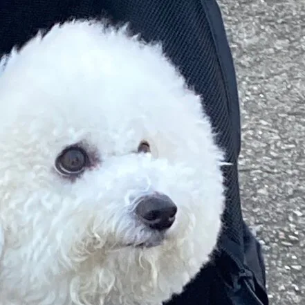 두부맘