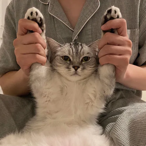 고영희다