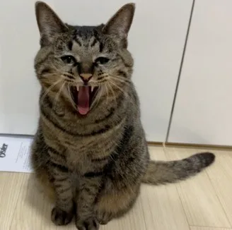 유희