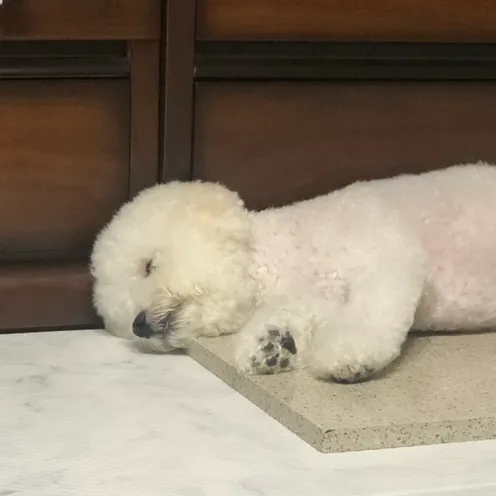 잉뉴