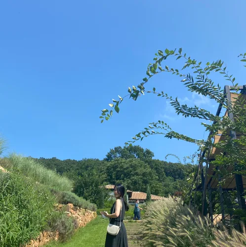 올라