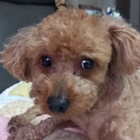 베베