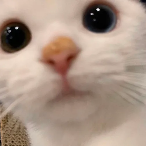 고양이코딱지