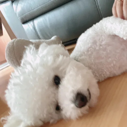 당근좋아요